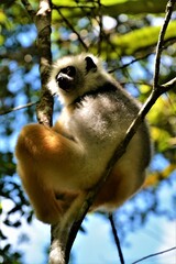 Diademed sifaka (Propithecus diadema), one of the two largest living lemurs, in Analamazaotra Special Reserve (Andasibe area, Madagascar)