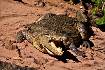 The Nile crocodile - Crocodylus niloticus madagascariensis (regionally also known as the croco Mada) - a large crocodilian native to freshwater habitats (Madagascar)