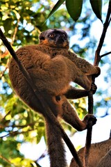 Golden bamboo lemur (Hapalemur aureus) as seen in Ranomafana National Park (southeastern Madagascar) © Romana Kontowiczova