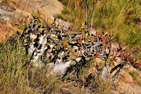 Pachypodium rosulatum subsp. gracilius ("Elephant's foot plant&rdquo;) - a shrubby perennial caudiciform plant with a bottle-shaped trunk in Isalo National Park (Ihorombe Region, southwestern Madagascar)