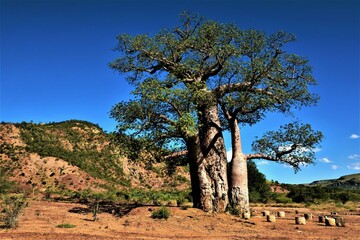Baobab (Adansonia za, originally named in French as anadzahé) - the most widespread of the Madagascar endemics (south-west Madagascar) - obrazy, fototapety, plakaty