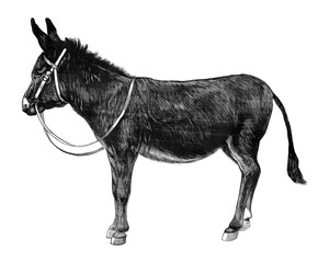 Vintage donkey png animal  sticker, transparent background