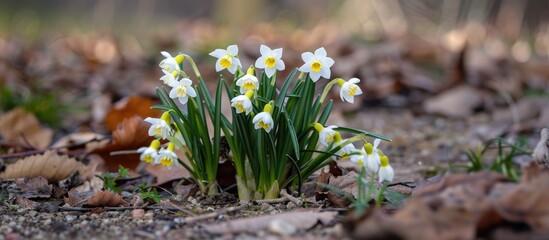 Leucojum vernum, also known as spring snowflake, is in bloom outside.