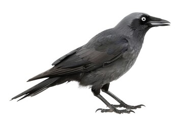Fototapeta premium Alone and Standing, Western Jackdaw in Black and Grey. Close-up of Beak and Feather Details