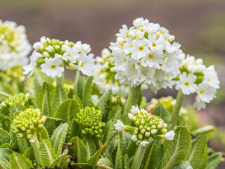 White flower Primula denticulata (drumstick primrose) in spring garden
