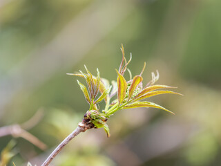 Small buds of sambucus racemosa in early spring time.