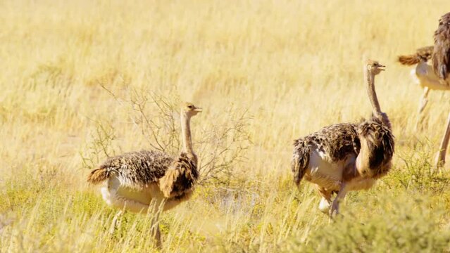 A family of southern ostriches grazing in grasslands of Savanah.