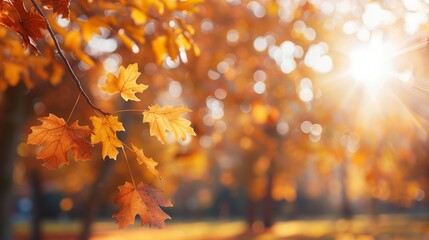 Autumn Leaves in Sunlight with Bokeh Background