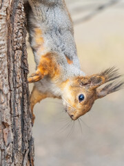 Squirrel sitting upside down on a tree trunk. The squirrel hangs upside down on a tree against colorful blurred background. Close-up.