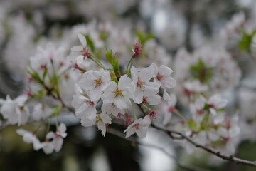 Obraz premium Tokyo, Japan - April 02, 2024 : Travelling to Japan is so amazing and love the city 