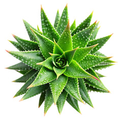 top view aloe vera isolated on transparent background, element remove background, element for design