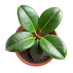 top view baby rubber plant isolated on transparent background, element remove background, element for design