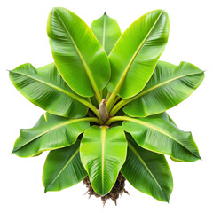 top view banana plant isolated on transparent background, element remove background, element for design