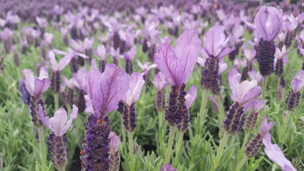 Purple lavender panorama. Close-up Lavandula stoechas.