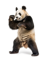 Playful panda bear standing with raised paw