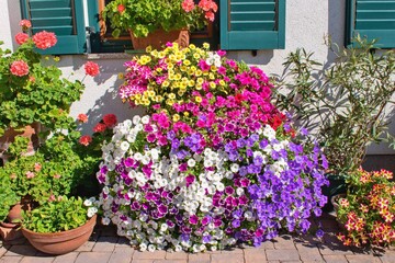 Varieties of petunia and surfinia flowers in the pot