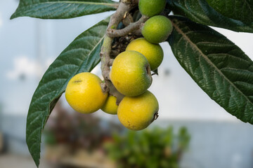 Close up photo shows loquat fruits hanging from a branch. Nice soft background.