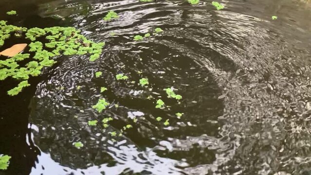 
Slow motion video of Azolla falling to the water surface.