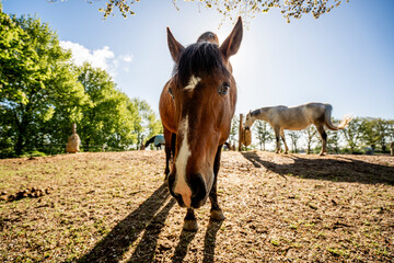Brown Lusitano horse mare in paddock paradise