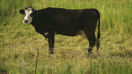 Vache noire et blanche dans un pâturage