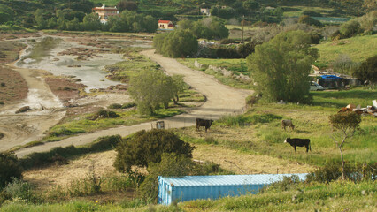 Vache noire et blanche dans un pâturage
