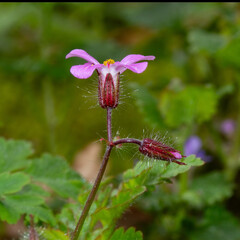 Close up of small, pink flowers of Herb-Robert or Roberts Geranium
