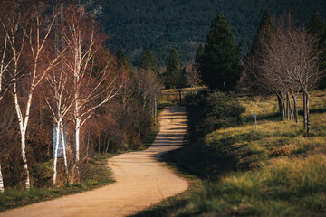 Winding Dirt Road Through a Peaceful Forest Landscape