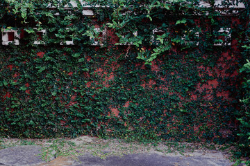 red wall with ivy