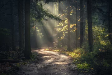 Foto op Plexiglas A forest path is illuminated by the sun, creating a peaceful © mila103