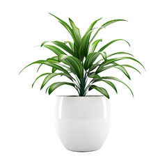 Ornamental plants in white pot on white background,png