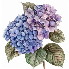 Charming vintage watercolor depiction of hydrangea with a cottagecore charm, ideal for adding a nostalgic touch to stationery, posters, and decorative prints.