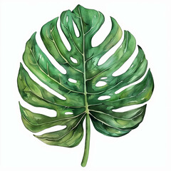 Elegant vintage watercolor depiction of a Monstera leaf, ideal for adding a touch of tropical nostalgia to stationery, posters, and decorative art prints. - obrazy, fototapety, plakaty