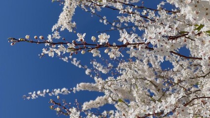 Branches of flowering cherry plums on a spring sunny day against the blue sky.