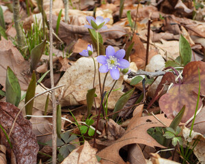 Anemone acutiloba (Sharp-lobed Hepatica) Native North American Woodland Wildflower