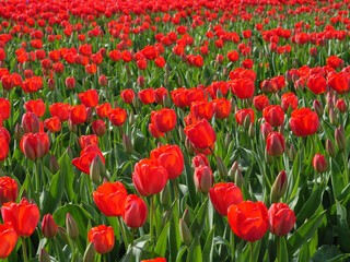 Fototapeta premium Tulpen in den Niederlanden