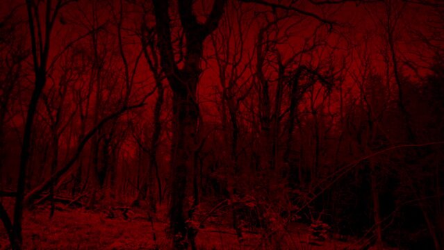 POV Walking Through Scary Red Woods
