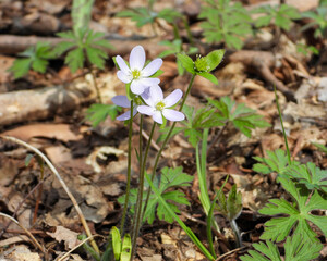 Anemone acutiloba (Sharp-lobed Hepatica) Native North American Woodland Wildflower