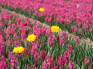 Obraz premium Tulpenfelder in den Niederlanden