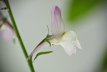 A flower of moroccan toadflasx(Linaria Maroccana 