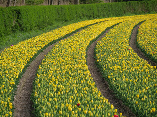 Tulpenfelder in den Niederlanden