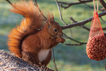 Eichhörnchen frisst Erdnüsse.