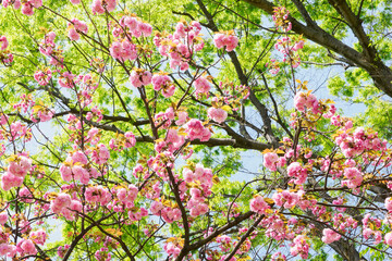 桜と新緑