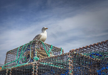 Seagull on lobster pots.