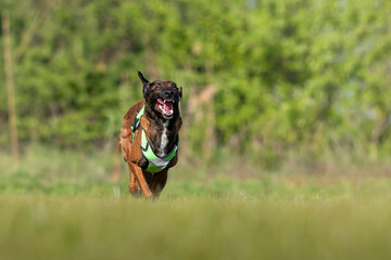 Belgian Shepherd Malinois dog running fast on the green grass.