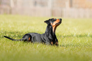 Dog Doberman Pinscher with (natural ears / natural tail) black and tan lying on the grass