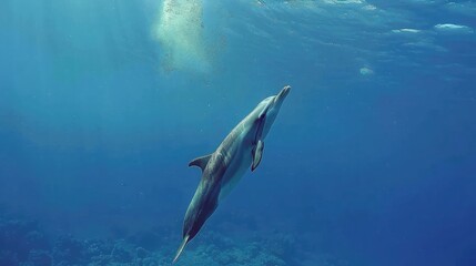 Common Bottlenose Dolphin underwater in Red Sea,