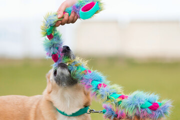 Cute mutt dog playing with colorful toy. Concept of dog playing, cynological school and dog adoption