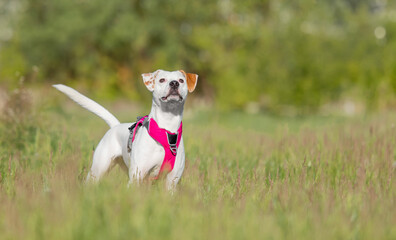 White with red dog in pink harness standing in the grass. Dog without breed. Mutt dog. Adopted pet