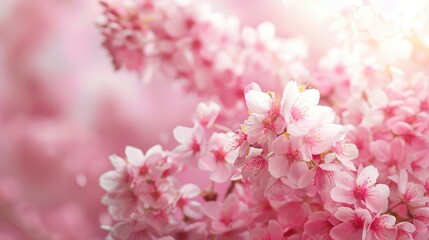Cherry blossom petals background clipart. Pink gradient background.,