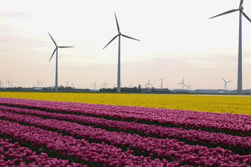 Wind turbine in the tulips field